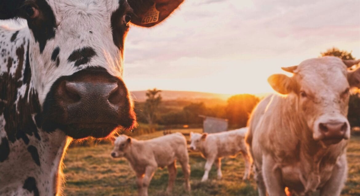 a herd of cows standing on top of a lush green field